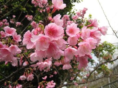 沖縄の桜