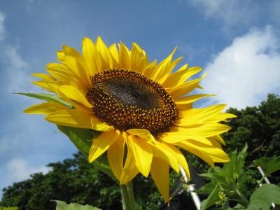 夏ですなあ～