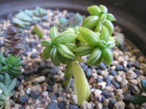 多肉植物で義援金