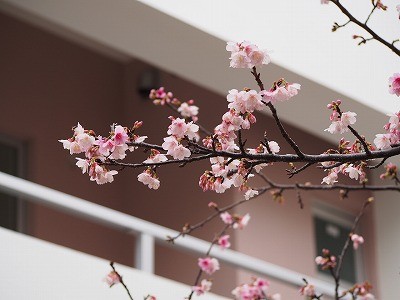 沖縄の桜　咲いてます