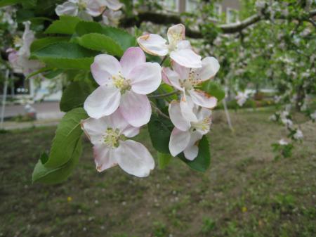 りんごの花