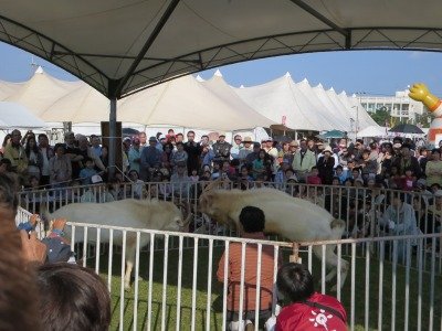 IMG_2426.jpg
