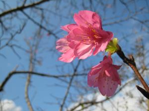 沖縄の桜