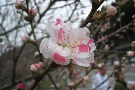 息子のムチャブリ